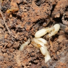 Nasutitermes sp. (genus) at Acton, ACT - suppressed