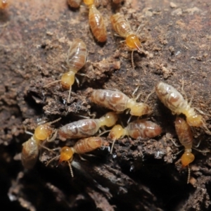 Nasutitermes sp. (genus) at Acton, ACT - suppressed