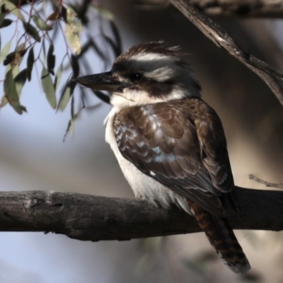 Dacelo novaeguineae (Laughing Kookaburra) at Mount Ainslie - 23 Sep 2020 by jb2602