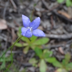Wahlenbergia sp. (Bluebell) at Jerrabomberra, ACT - 27 Sep 2020 by Mike