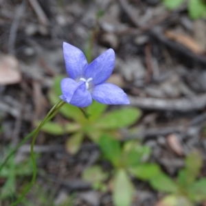 Wahlenbergia sp. at Isaacs Ridge and Nearby - 27 Sep 2020
