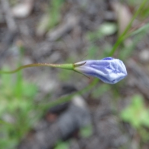 Wahlenbergia sp. at Isaacs Ridge and Nearby - 27 Sep 2020