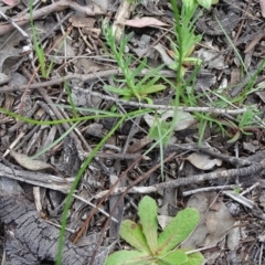 Wahlenbergia sp. at Isaacs Ridge and Nearby - 27 Sep 2020