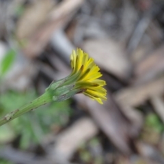 Hypochaeris glabra (Smooth Catsear) at Isaacs Ridge and Nearby - 27 Sep 2020 by Mike