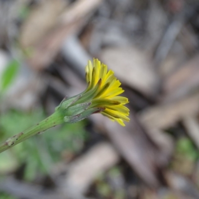 Hypochaeris glabra (Smooth Catsear) at Isaacs Ridge and Nearby - 27 Sep 2020 by Mike