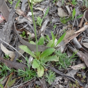 Hypochaeris glabra at Jerrabomberra, ACT - 27 Sep 2020