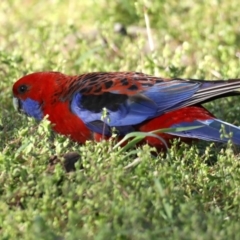 Platycercus elegans (Crimson Rosella) at Hackett, ACT - 23 Sep 2020 by jb2602