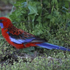 Platycercus elegans at Hackett, ACT - 23 Sep 2020