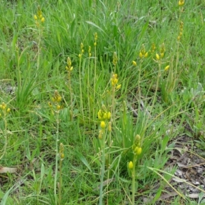 Bulbine bulbosa at Isaacs Ridge - 27 Sep 2020