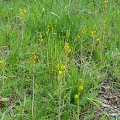 Bulbine bulbosa (Golden Lily) at Jerrabomberra, ACT - 27 Sep 2020 by Mike