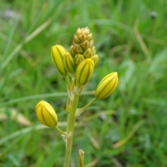 Bulbine bulbosa at Isaacs Ridge - 27 Sep 2020 01:28 PM