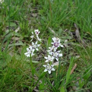 Wurmbea dioica subsp. dioica at Jerrabomberra, ACT - 27 Sep 2020