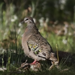 Phaps chalcoptera (Common Bronzewing) at Mount Ainslie - 23 Sep 2020 by jb2602