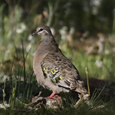 Phaps chalcoptera (Common Bronzewing) at Hackett, ACT - 23 Sep 2020 by jb2602