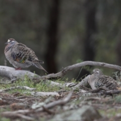 Phaps chalcoptera at Hackett, ACT - 23 Sep 2020