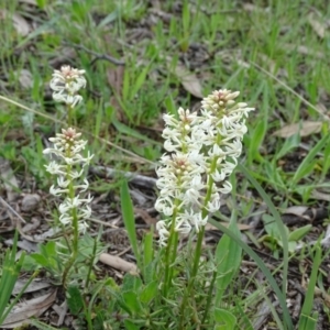 Stackhousia monogyna at Isaacs Ridge - 27 Sep 2020