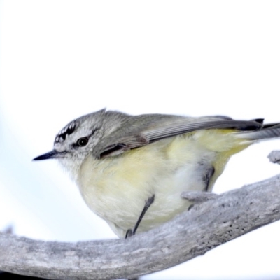 Acanthiza chrysorrhoa (Yellow-rumped Thornbill) at Hackett, ACT - 23 Sep 2020 by jb2602