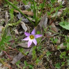 Romulea rosea var. australis (Onion Grass) at Jerrabomberra, ACT - 27 Sep 2020 by Mike