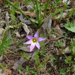 Romulea rosea var. australis at Isaacs Ridge Offset Area - 27 Sep 2020