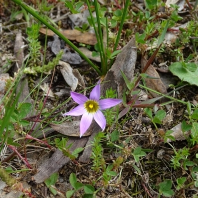 Romulea rosea var. australis (Onion Grass) at Isaacs Ridge Offset Area - 27 Sep 2020 by Mike