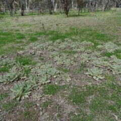 Verbascum thapsus subsp. thapsus (Great Mullein, Aaron's Rod) at Isaacs Ridge Offset Area - 27 Sep 2020 by Mike