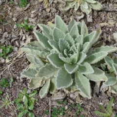 Verbascum thapsus subsp. thapsus at Isaacs Ridge Offset Area - 27 Sep 2020