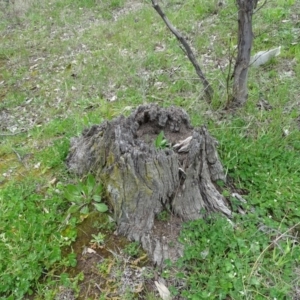 Papyrius nitidus at Jerrabomberra, ACT - suppressed