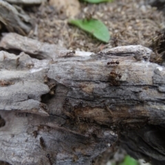 Papyrius nitidus at Jerrabomberra, ACT - suppressed