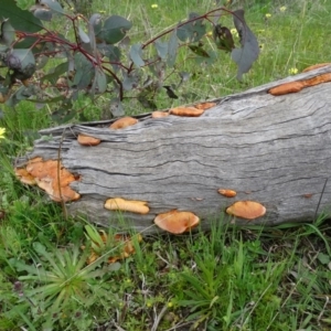 Trametes coccinea at Isaacs Ridge Offset Area - 27 Sep 2020