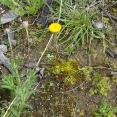 Leptorhynchos squamatus (Scaly Buttons) at Jerrabomberra, ACT - 27 Sep 2020 by Mike