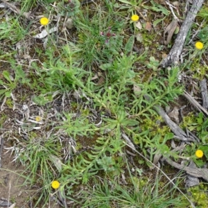 Leptorhynchos squamatus at Isaacs Ridge Offset Area - 27 Sep 2020 12:49 PM