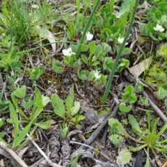 Microtis sp. (Onion Orchid) at Isaacs Ridge and Nearby - 27 Sep 2020 by Mike