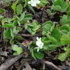 Trifolium subterraneum (Subterranean Clover) at Isaacs Ridge and Nearby - 27 Sep 2020 by Mike