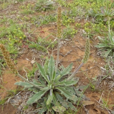 Plantago varia (Native Plaintain) at Mitchell, ACT - 27 Sep 2020 by Dibble