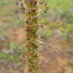 Plantago varia at Mitchell, ACT - 27 Sep 2020