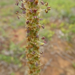 Plantago varia at Mitchell, ACT - 27 Sep 2020 01:25 PM