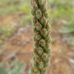 Plantago varia at Mitchell, ACT - 27 Sep 2020