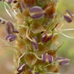 Plantago varia at Mitchell, ACT - 27 Sep 2020