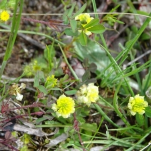 Trifolium campestre at Isaacs Ridge Offset Area - 27 Sep 2020 12:47 PM