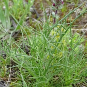 Eryngium ovinum at Jerrabomberra, ACT - 27 Sep 2020