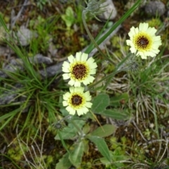 Tolpis barbata (Yellow Hawkweed) at Isaacs Ridge and Nearby - 27 Sep 2020 by Mike
