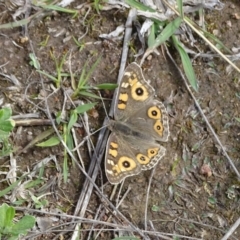 Junonia villida (Meadow Argus) at Isaacs Ridge and Nearby - 27 Sep 2020 by Mike