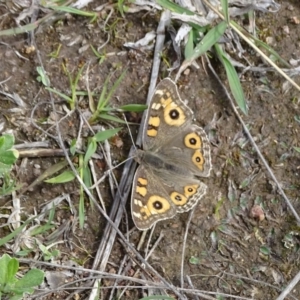 Junonia villida at Isaacs Ridge Offset Area - 27 Sep 2020