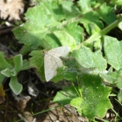 Scopula rubraria (Reddish Wave, Plantain Moth) at Isaacs Ridge and Nearby - 27 Sep 2020 by Mike