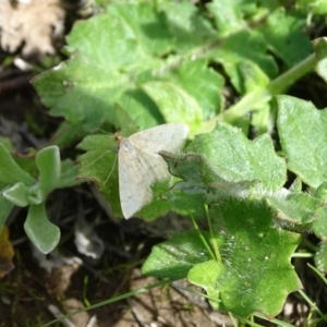 Scopula rubraria at Symonston, ACT - 27 Sep 2020