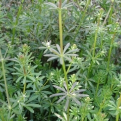 Galium aparine (Goosegrass, Cleavers) at Isaacs Ridge and Nearby - 27 Sep 2020 by Mike