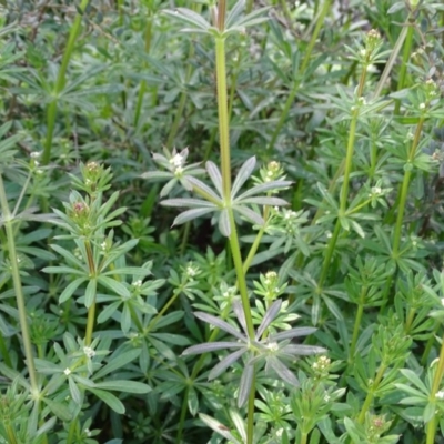 Galium aparine (Goosegrass, Cleavers) at Isaacs Ridge - 27 Sep 2020 by Mike