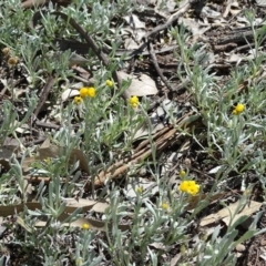 Chrysocephalum apiculatum (Common Everlasting) at Symonston, ACT - 27 Sep 2020 by Mike