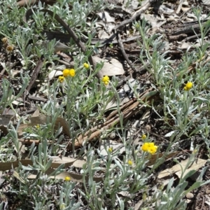 Chrysocephalum apiculatum at Symonston, ACT - 27 Sep 2020 12:11 PM