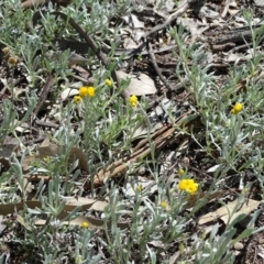 Chrysocephalum apiculatum (Common Everlasting) at Isaacs Ridge and Nearby - 27 Sep 2020 by Mike